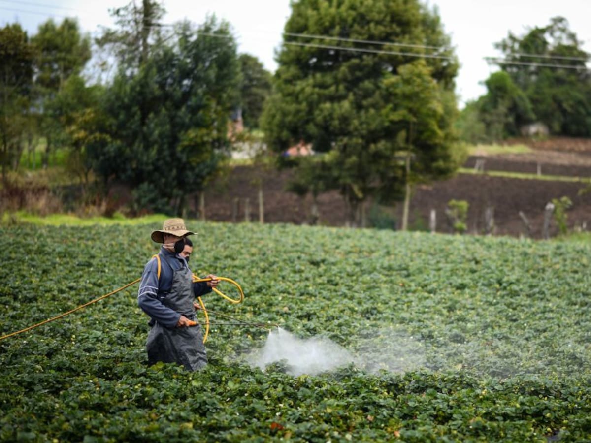 ¿A qué deben estar atentos los agricultores? MinAgricultura explica