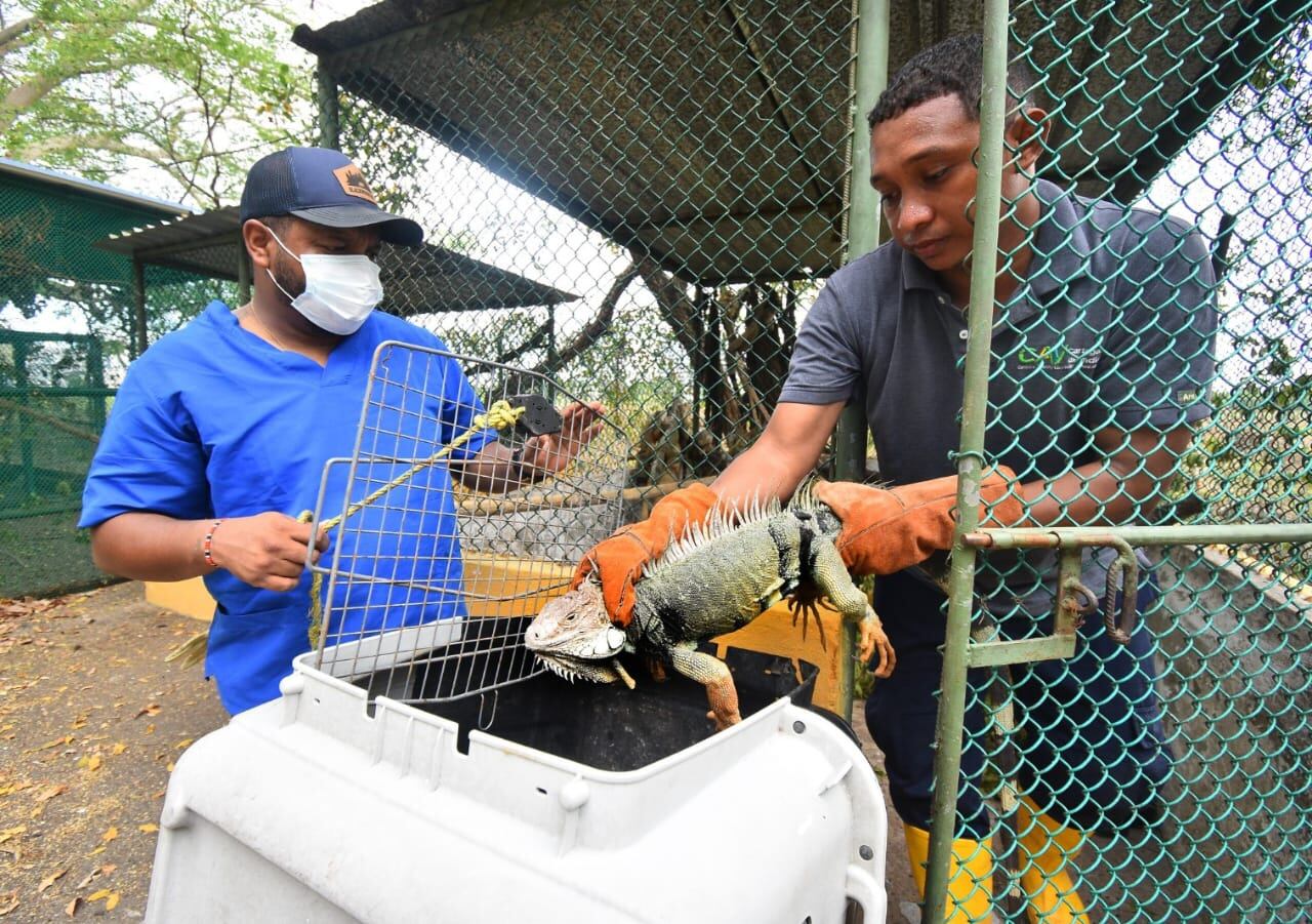 EPA Cartagena y Policía Ambiental controlan venta y consumo de huevos de iguana e hicoteas