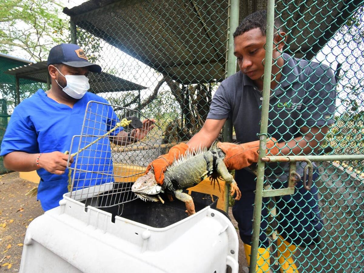 EPA Cartagena y Policía Ambiental controlan venta y consumo de huevos de iguana e hicoteas