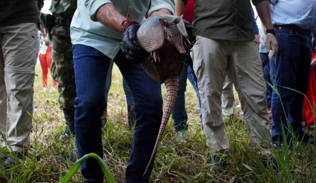 Liberación de especies silvestres en Colombia. Foto: Cortesía MinAmbiente. 