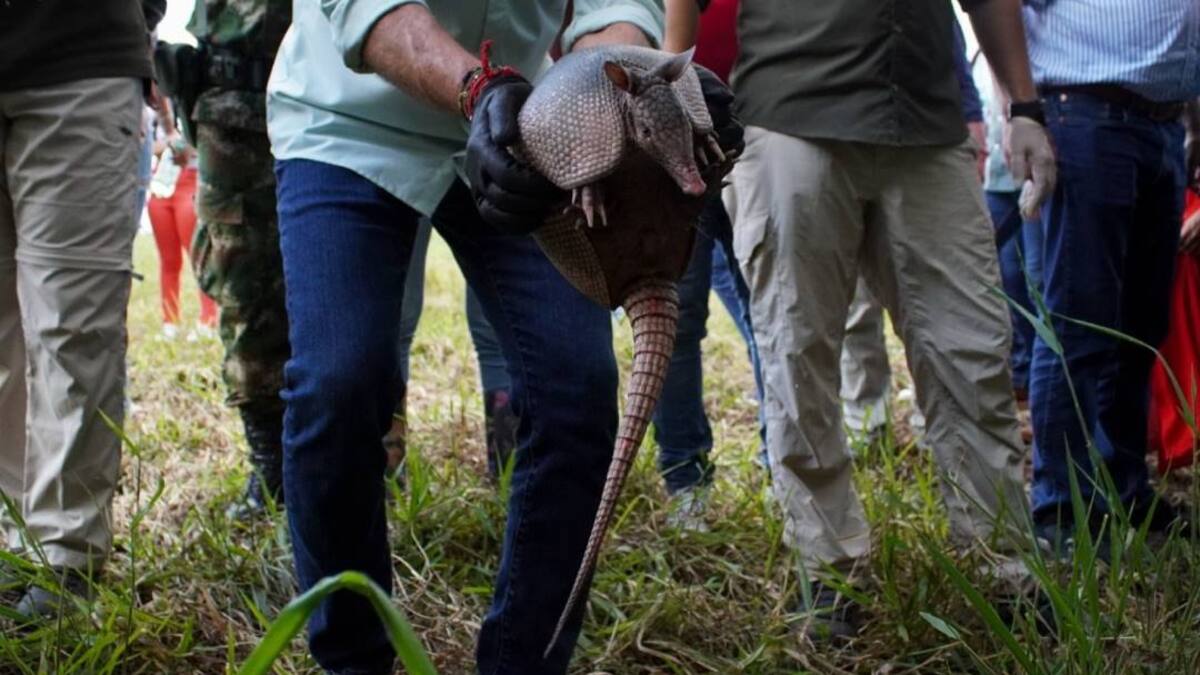 Más de 2.000 animales silvestres fueron liberados entre enero y febrero