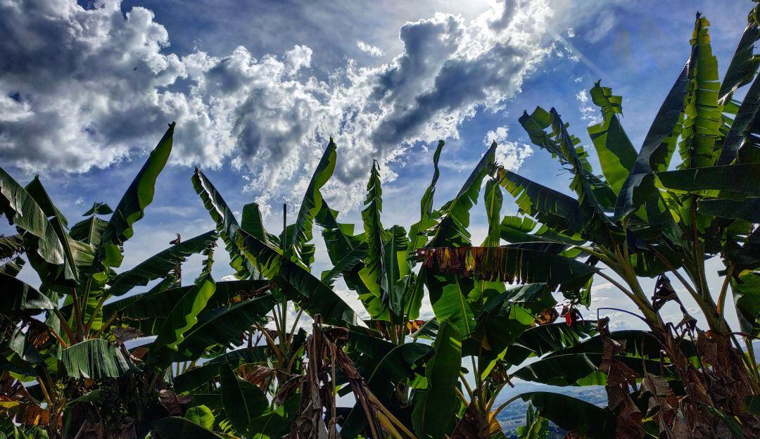 Hermosa foto suministrada por una oyente de Caracol Radio el cultivo de plátano en el Quindío y el cielo azul