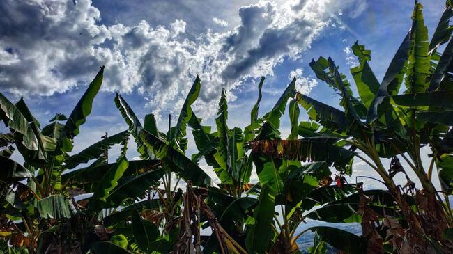 Hermosa foto suministrada por una oyente de Caracol Radio el cultivo de plátano en el Quindío y el cielo azul