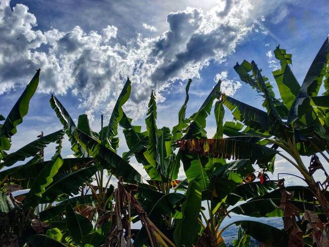 Hermosa foto suministrada por una oyente de Caracol Radio el cultivo de plátano en el Quindío y el cielo azul
