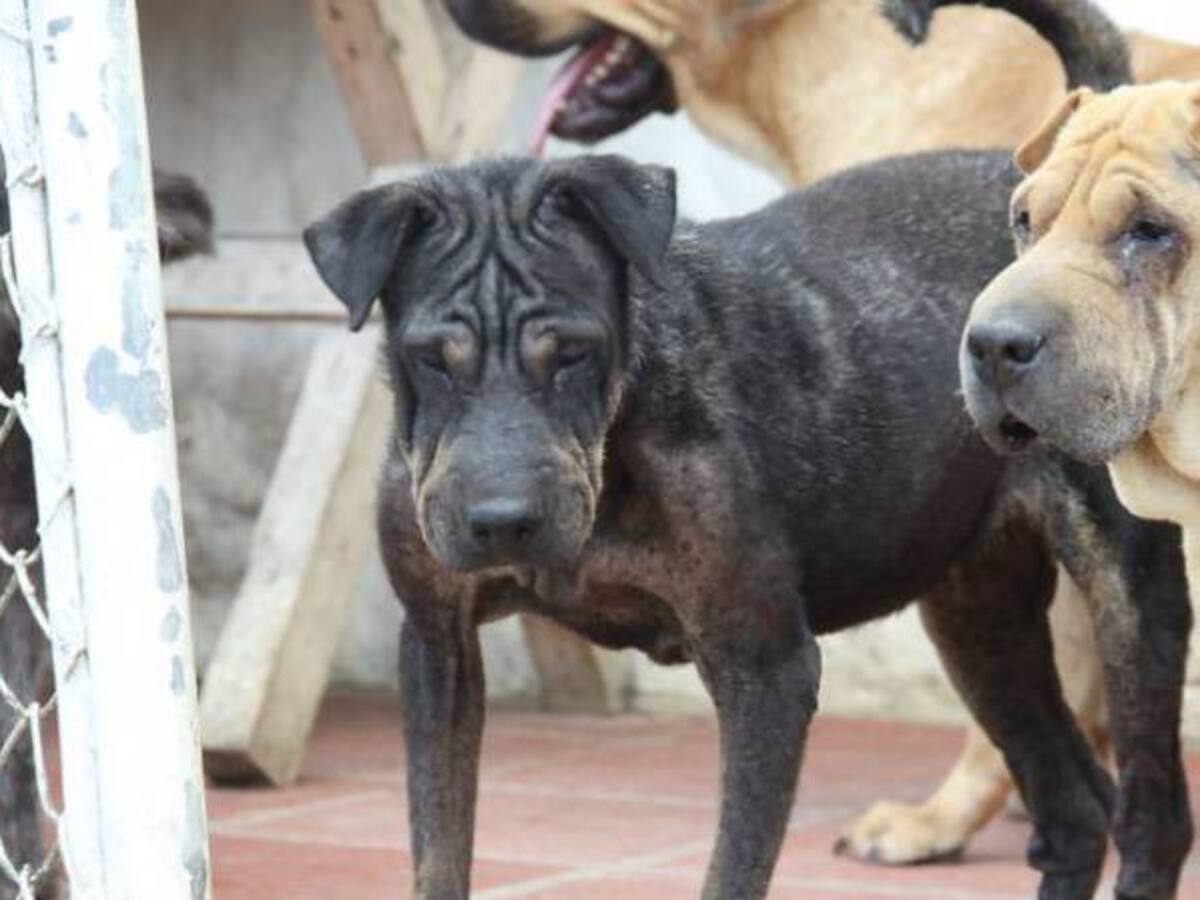 En Armenia están frenados los programas de bienestar animal