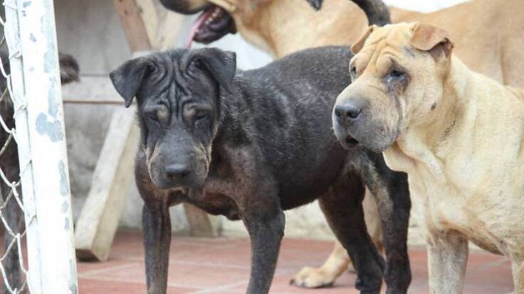 En Armenia están frenados los programas de bienestar animal