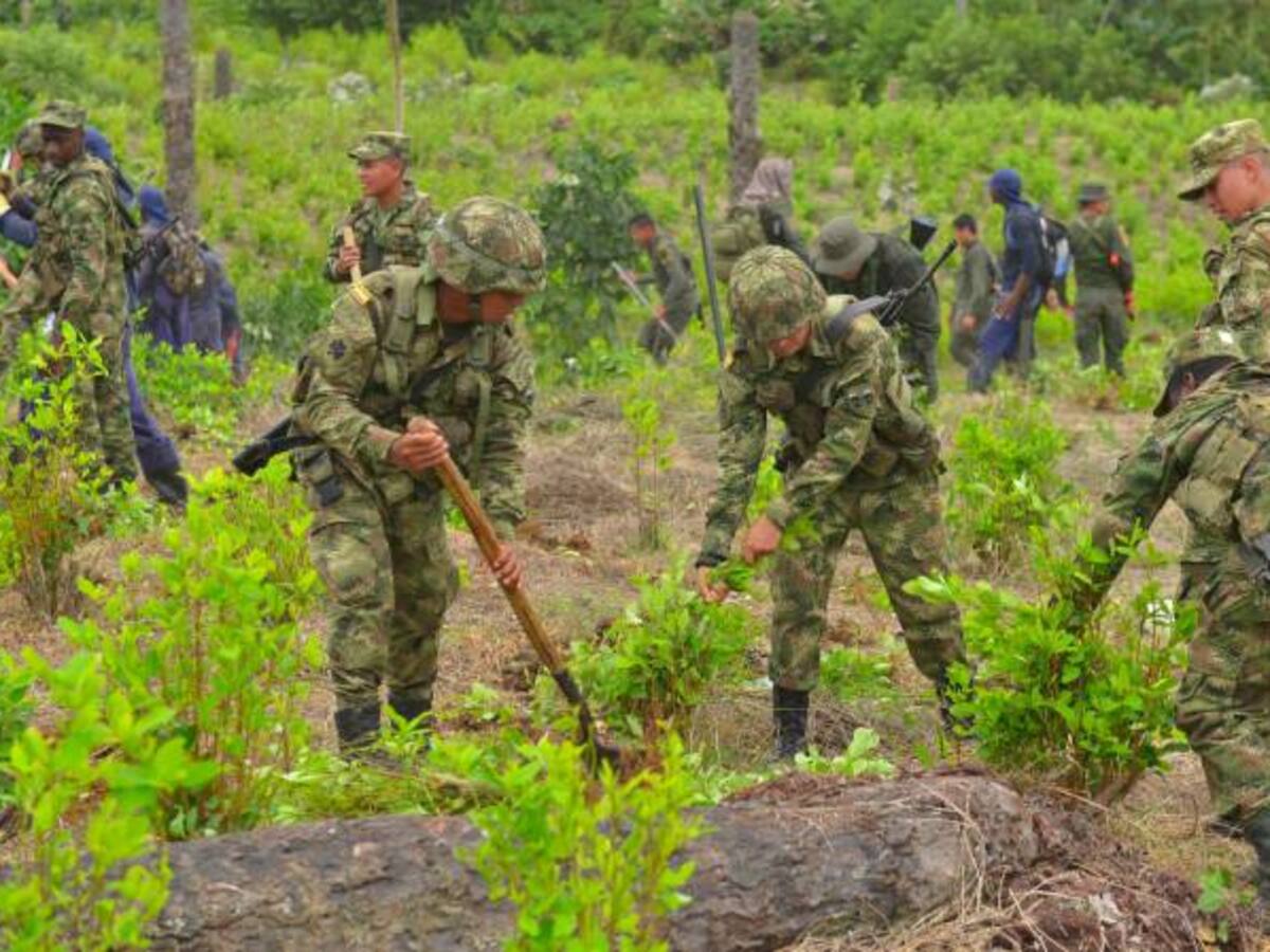 Fuerza Pública a menos de 3.000 hectáreas de coca para completar meta de erradicación del 2017