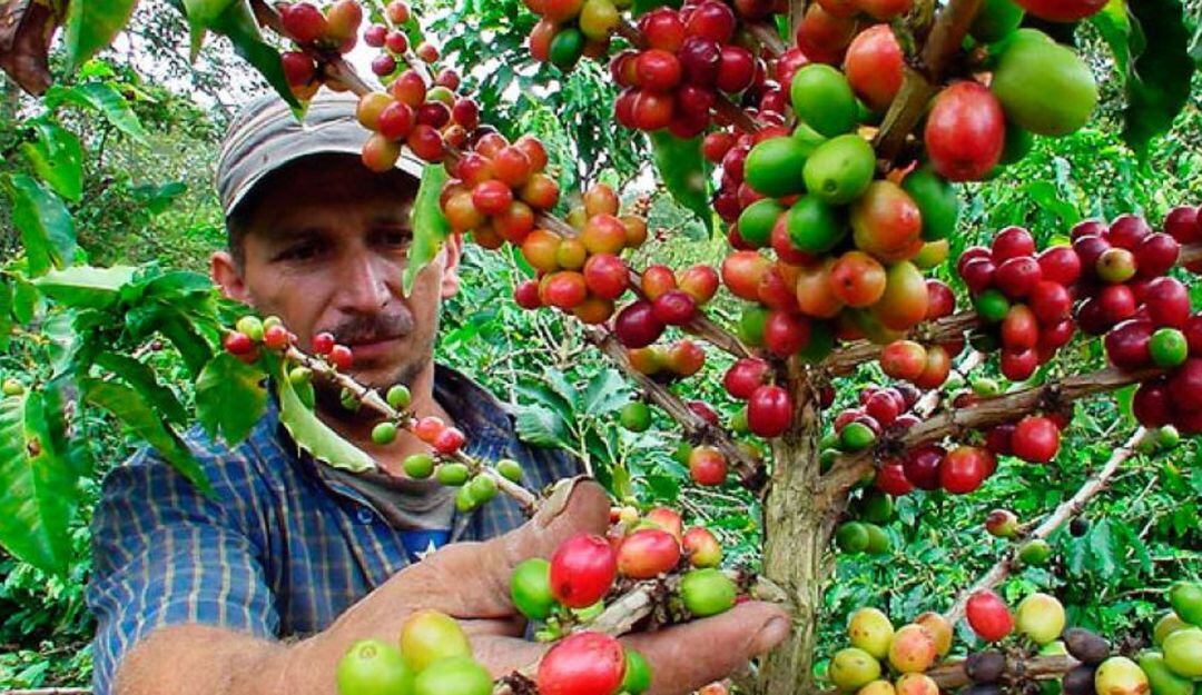 Delincuencia al acecho de los cafeteros del Huila.