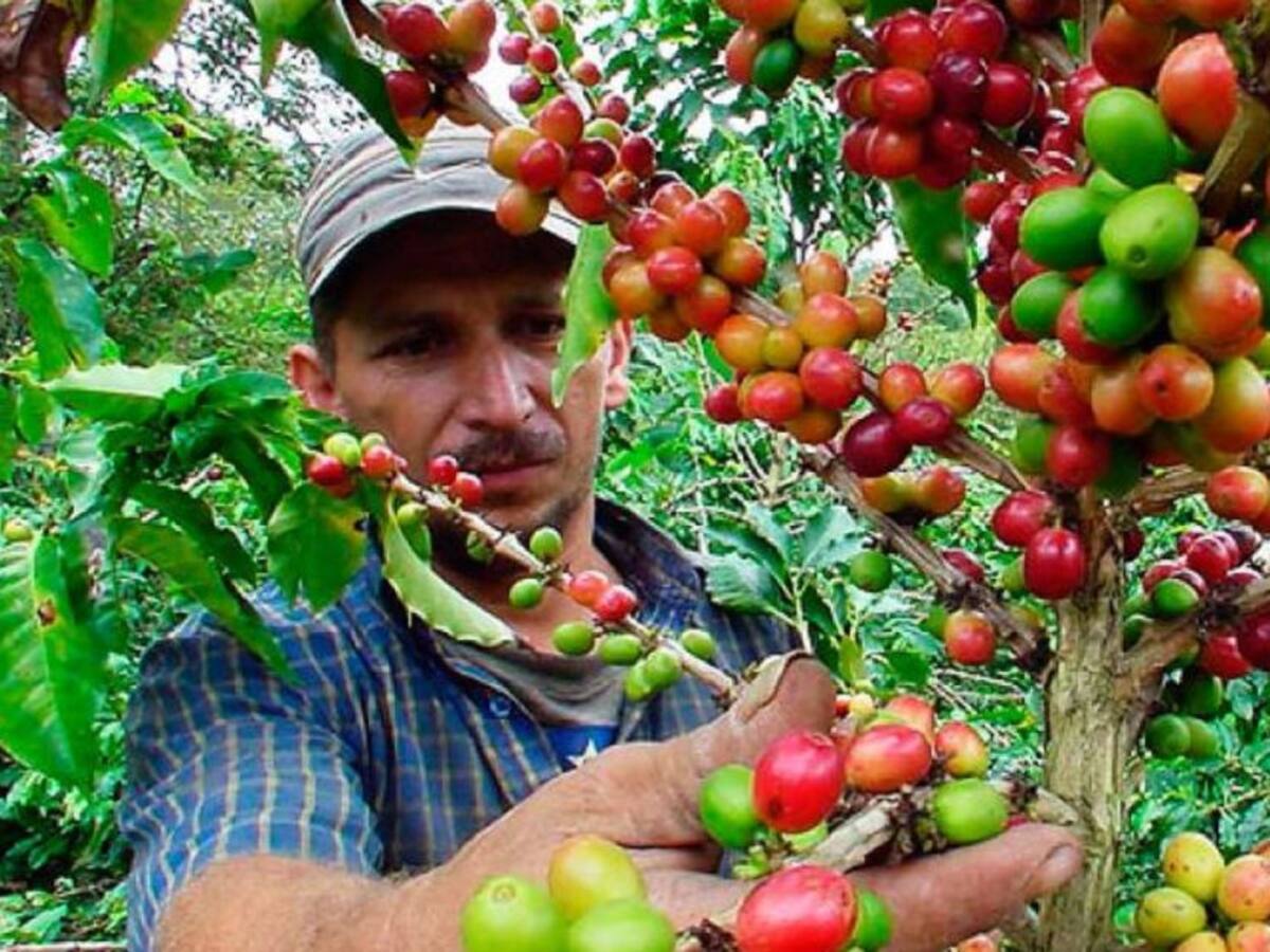 Delincuencia al acecho de los cafeteros del Huila