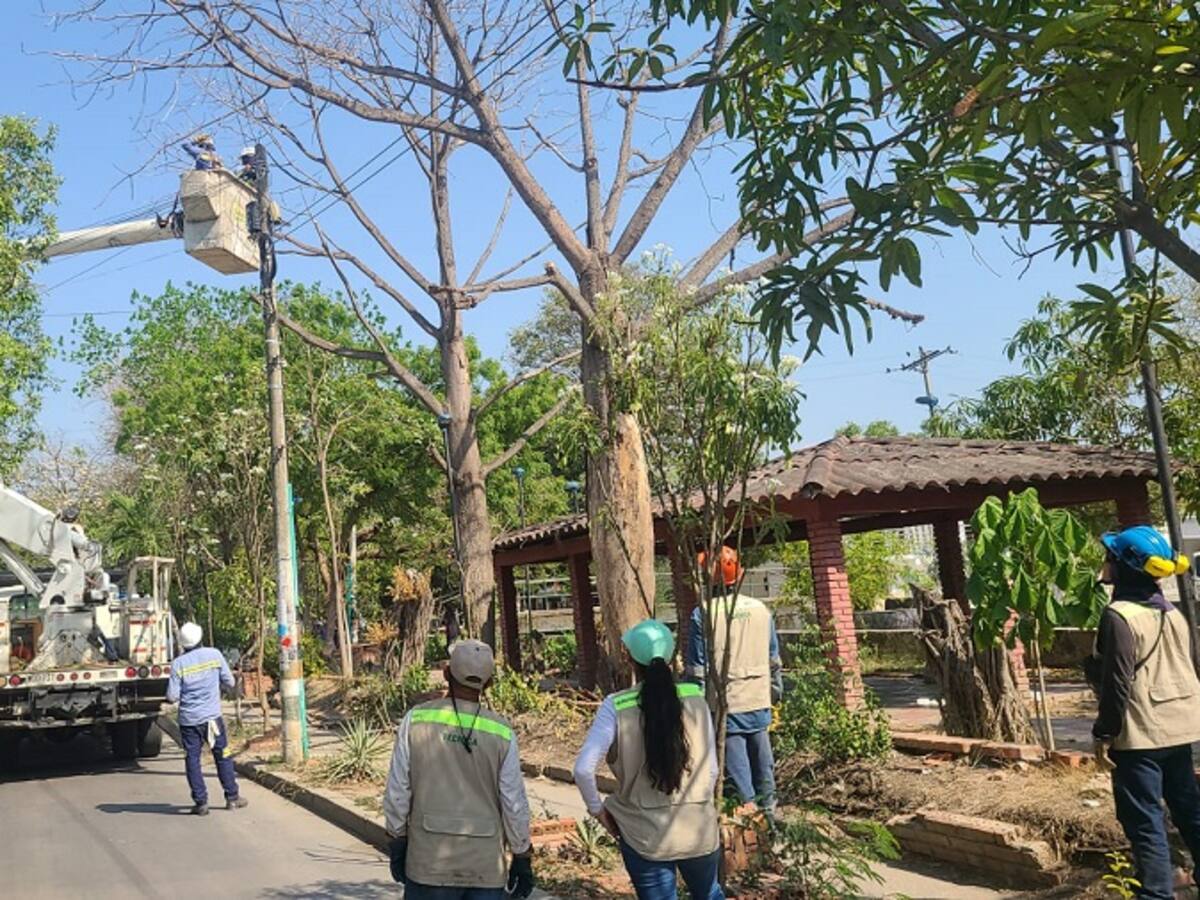 Se realizó tala de dos bongas en mal estado en el barrio San Pedro de Cartagena