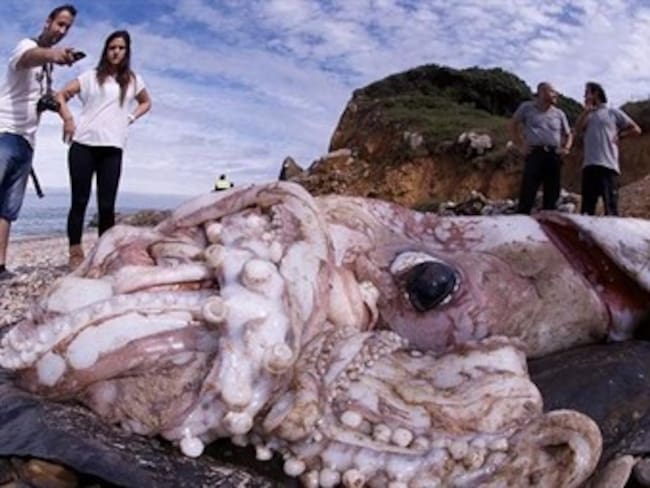 “Kraken” el calamar gigante aparece de nuevo en las costas del Cantábrico