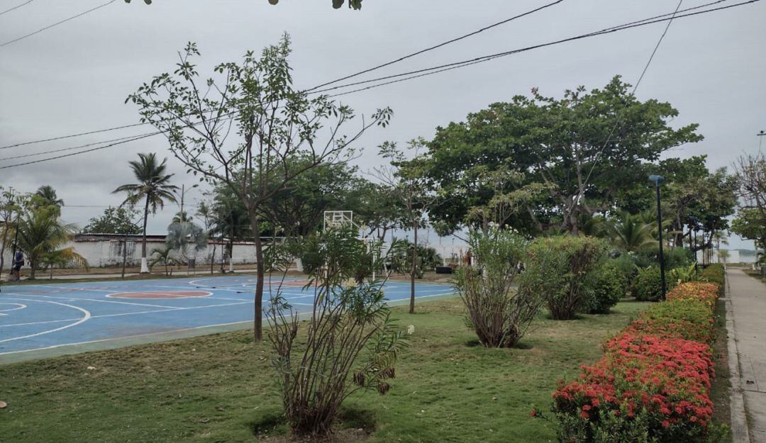 El Concejo de Cartagena aseguró que la idea es promover la siembra responsable y el correcto cuidado del arbolado de la ciudad