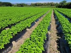 Cultivo de albahaca en el Tolima
