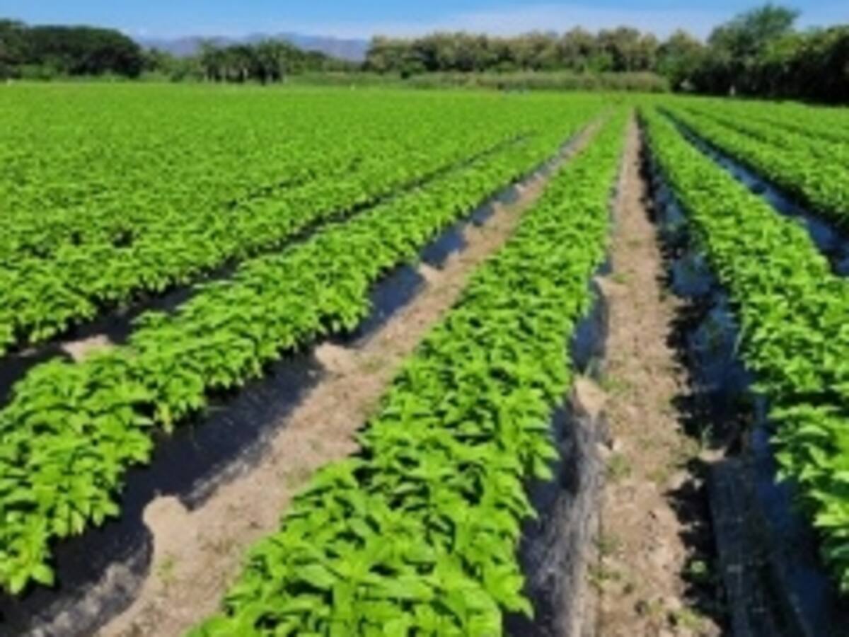 El ICA adopta nuevo modelo de inspección sanitaria para exportar