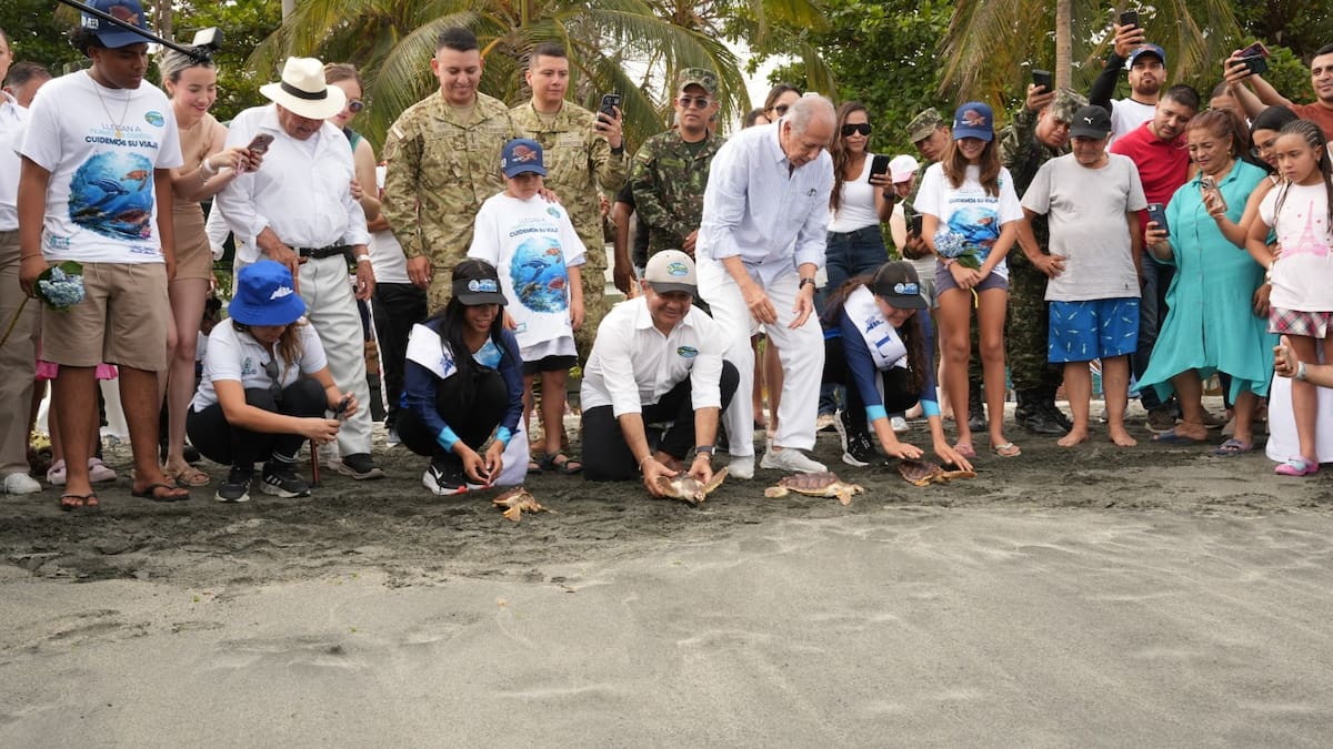 Liberan 25 tortugas marinas en el marco de la conmemoración de los 501 años de Santa Marta