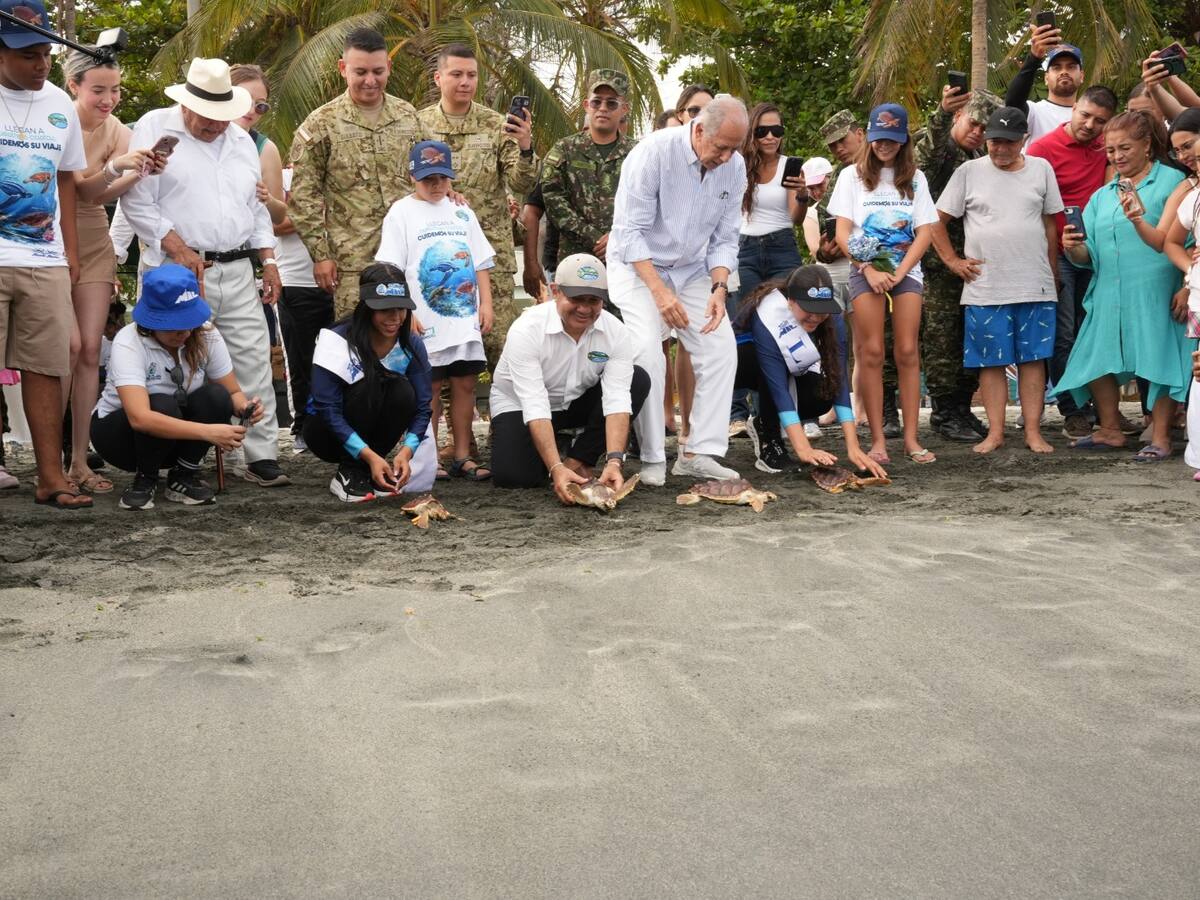 Liberan 25 tortugas marinas en el marco de la conmemoración de los 501 años de Santa Marta