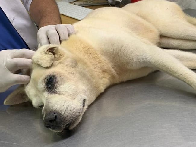 Denuncian que perro murió luego de ser víctima de maltrato en Barranquilla