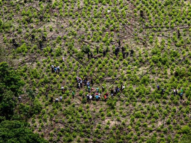 Hectáreas cultivadas con hoja de coca en 2017 serían 179.000 en el SIMCI