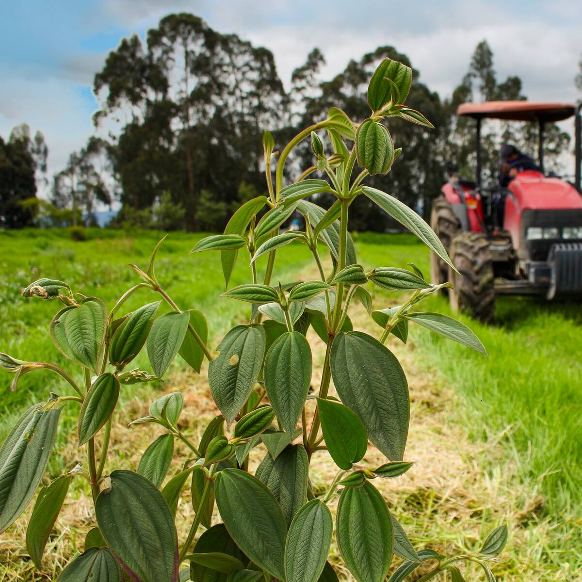 MinCiencias y SENA lanzan convocatoria para proyectos tecnológicos en el sector agroalimentario