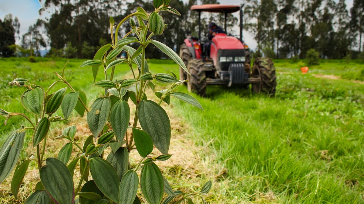 En Mosquera, el SENA realizará feria sobre su trabajo para el sector agropecuario