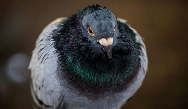 ¿Las palomas mensajeras serán patrimonio cultural?