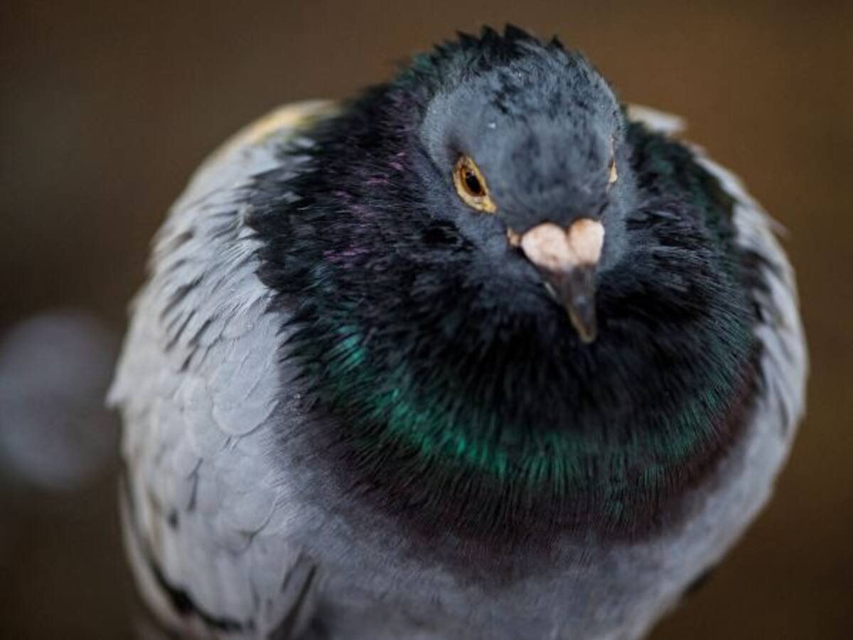 ¿Las palomas mensajeras serán patrimonio cultural?