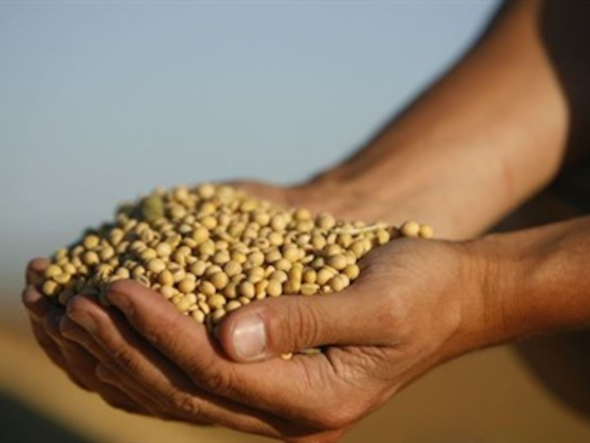 La soja y sus beneficios para el cerebro