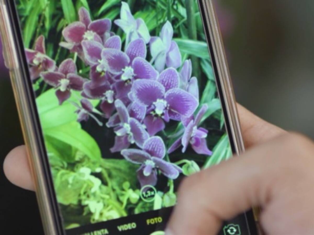 Así vivieron los paisas la exhibición de orquídeas, flores y artesanías