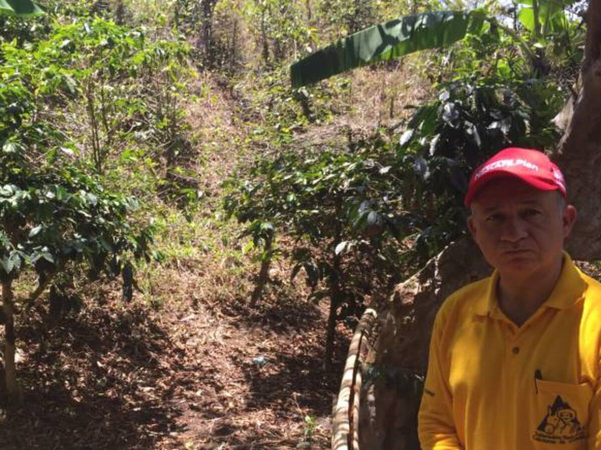Caficultores del país afectados por el fuerte verano
