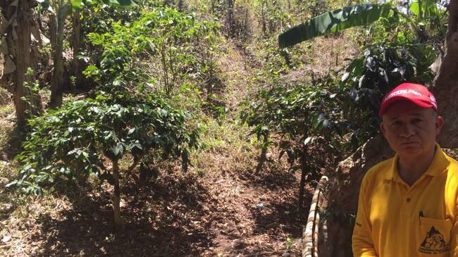 COMITÉ CAFETEROS QUINDÍO, Gerente Técnico Federación Cafeteros, Carlos Armando Uribe