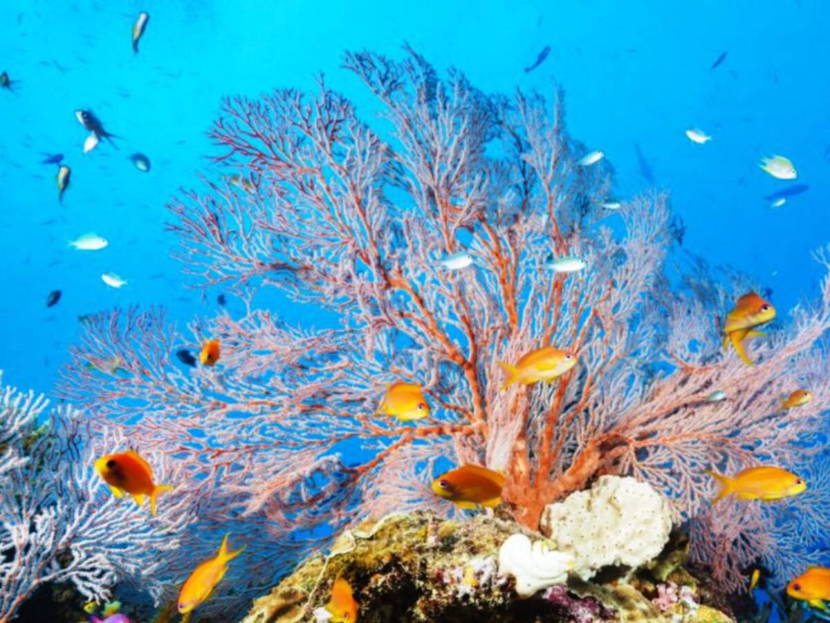 Detectan construcción sobre arrecife de coral en Cartagena