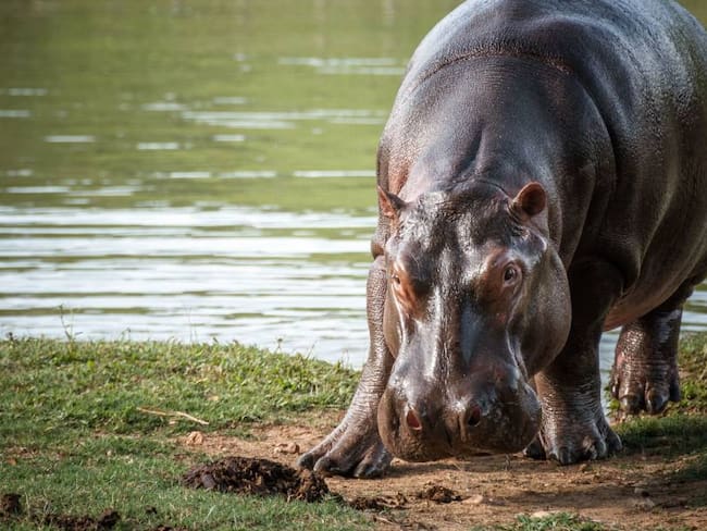 Hipopótamos en ecosistemas colombianos. Foto: Cortesía MinAmbiente.  