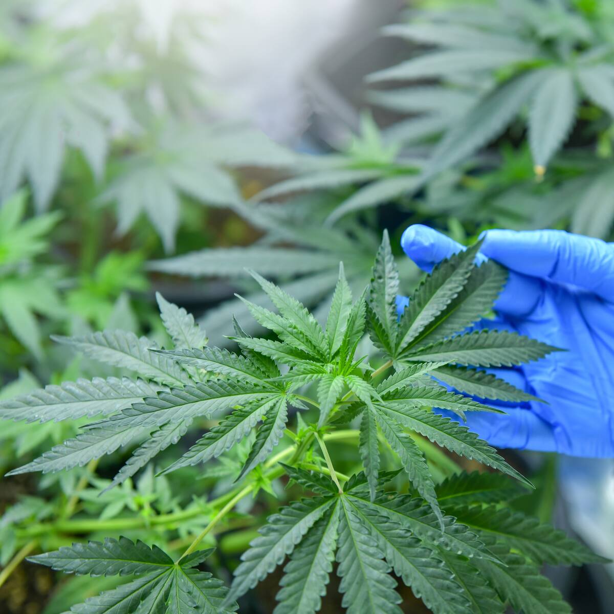 Empresa de cannabis medicinal cerrará: denuncian “falta de voluntad política”