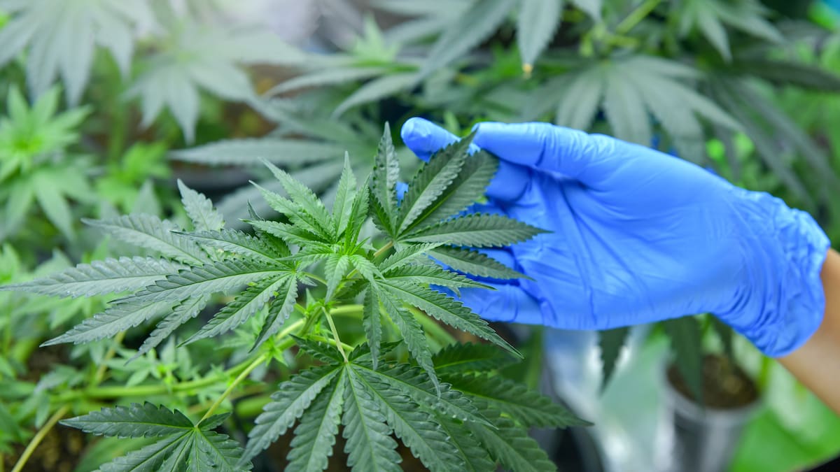 Se complica el proyecto para regular la marihuana: reforma se quedó sin tiempo ni apoyos