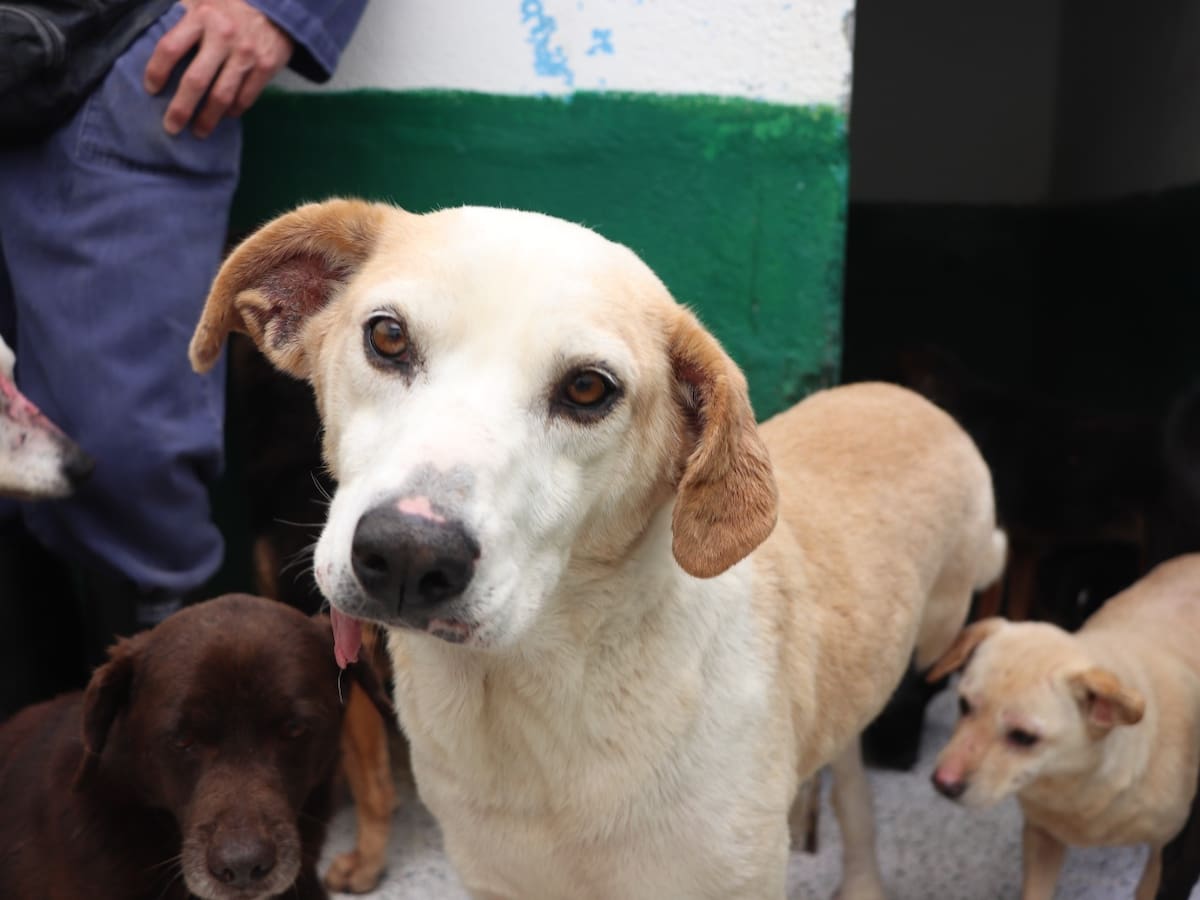 Love Pet Fest: un espacio para la adopción responsable en Medellín