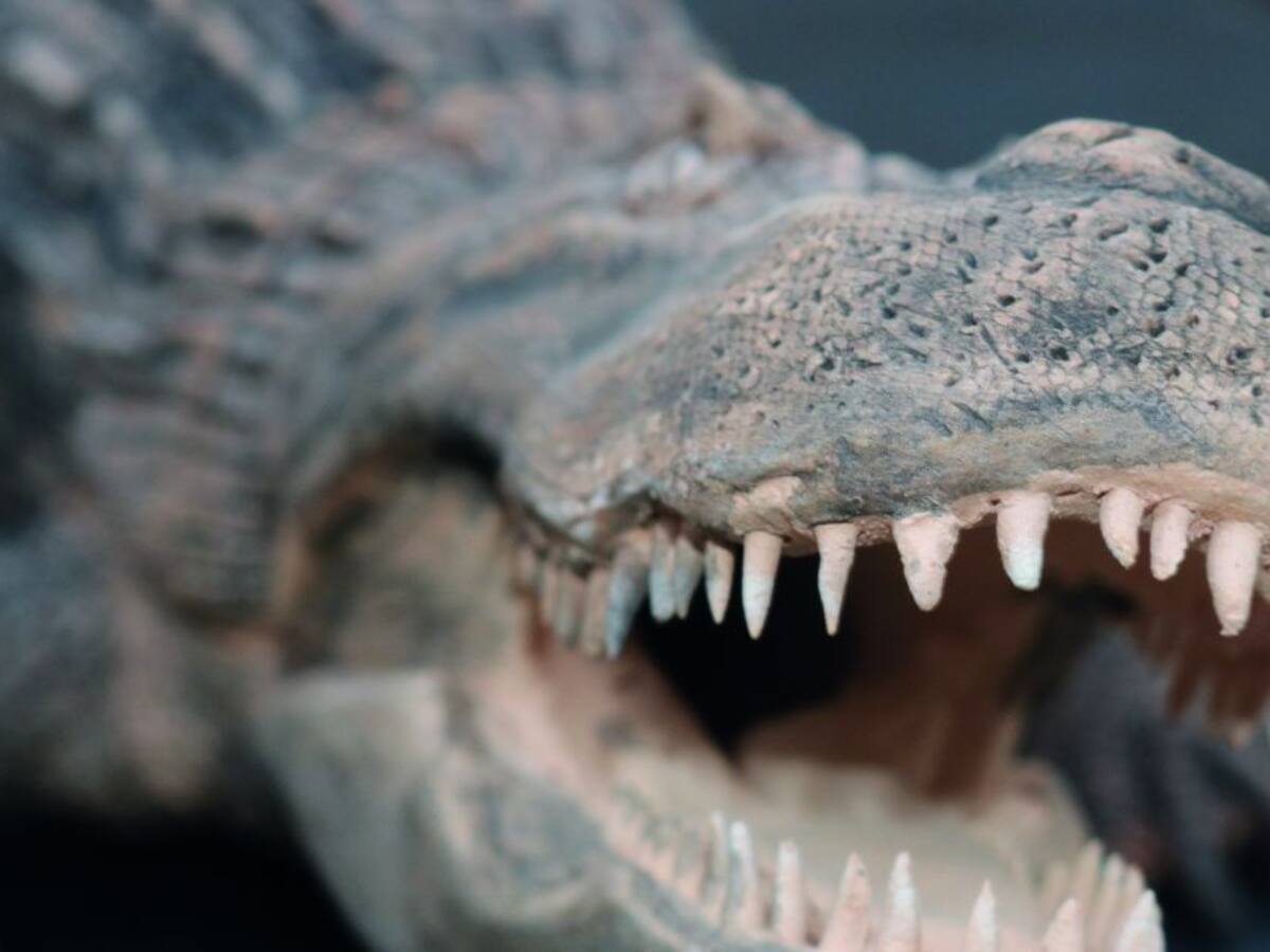 Un viaje a la prehistoria con la exposición Gigantes Extintos