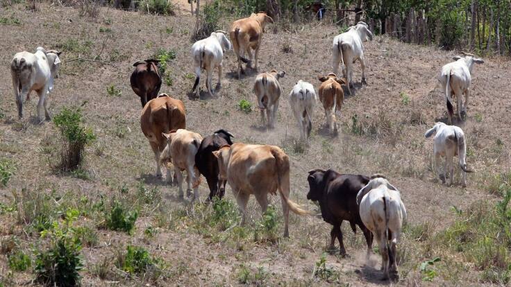 8 millones de litros de leche perdidos en 3 días del bolsillo de los campesinos: Fedegan