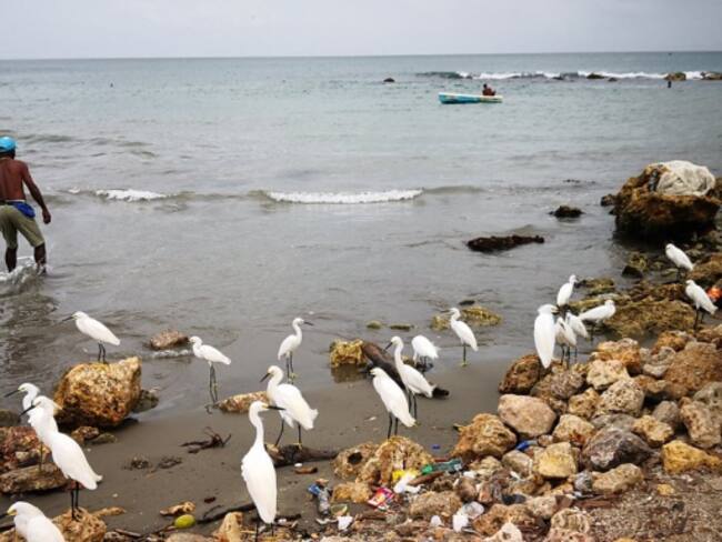 En las playas de Cartagena todas las mañanas estas aves esperan a los pescadores porque saben que siempre traen alimento en sus chalupas.