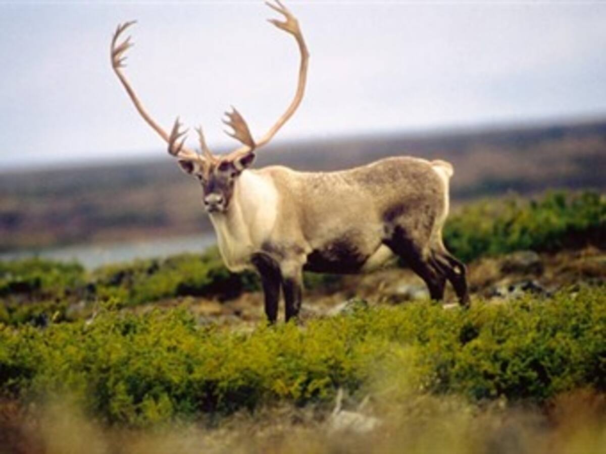 Alarma por descenso en la población de renos en Canadá