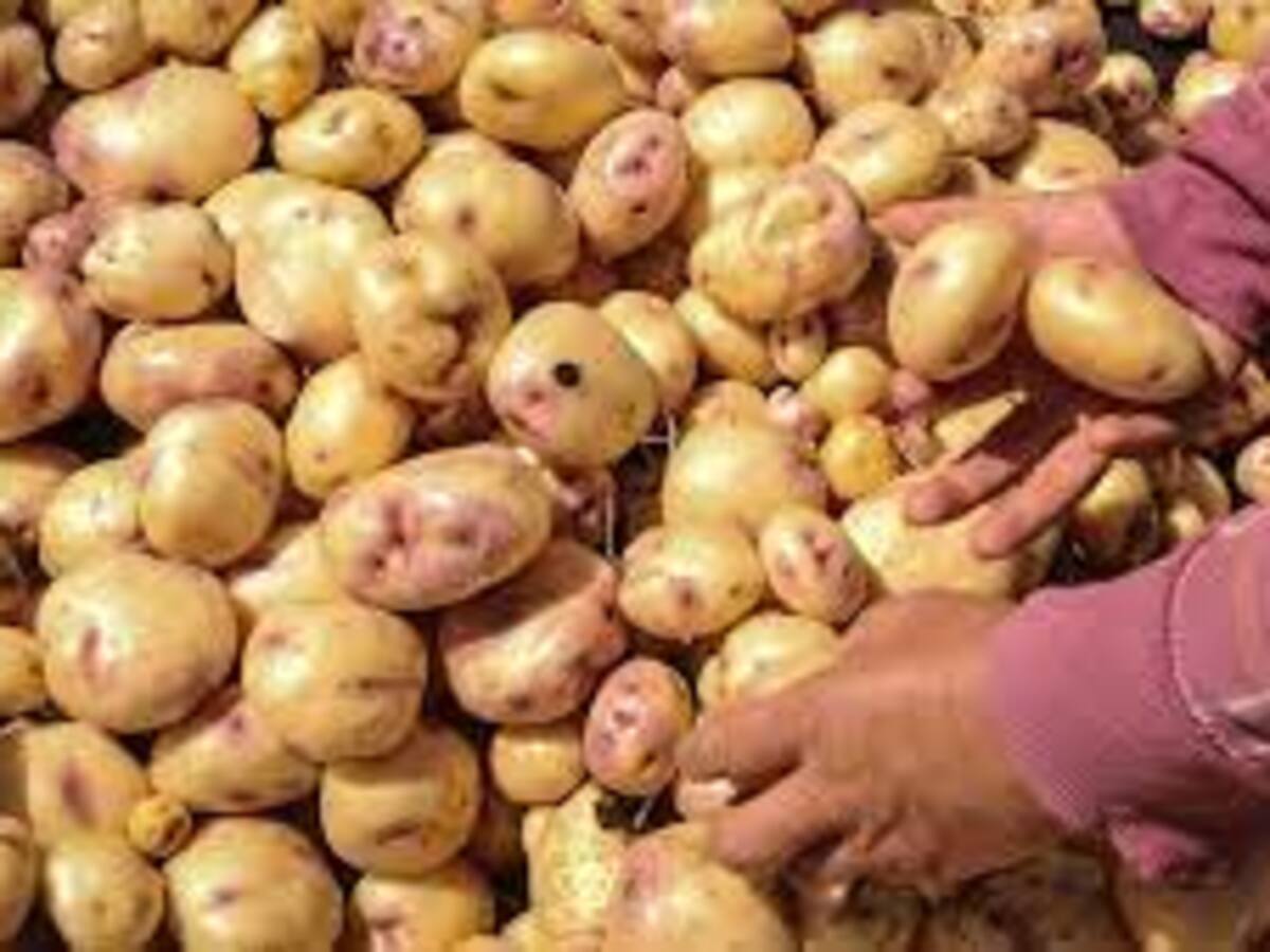 El invierno afecta cultivos de papa en el municipio de Murillo