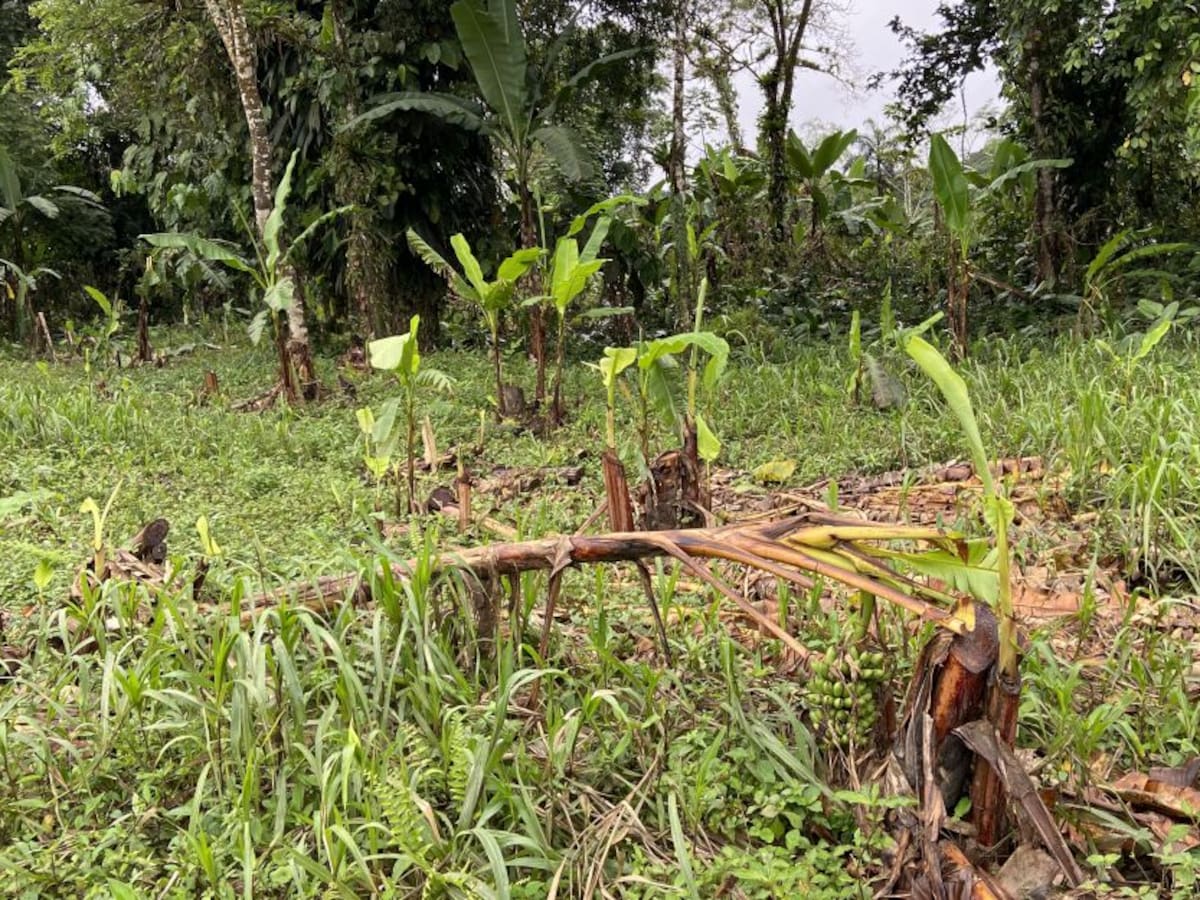 Las incalculables pérdidas de los agricultores del corregimiento de Boraudo
