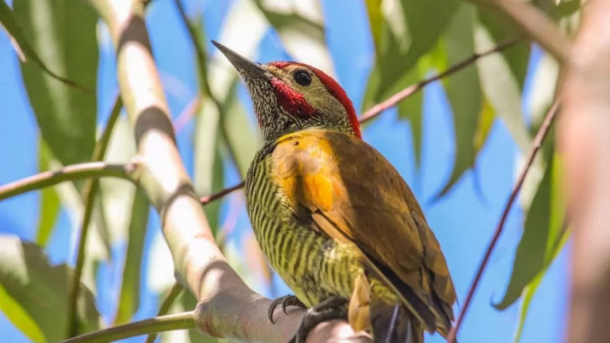 Santander participará del conteo mundial de aves