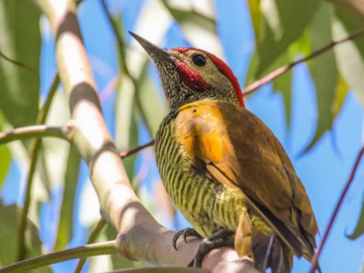 Santander participará del conteo mundial de aves