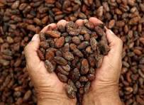 Primer puesto en el concurso Cacao de Oro 2025. Foto Relacionada.