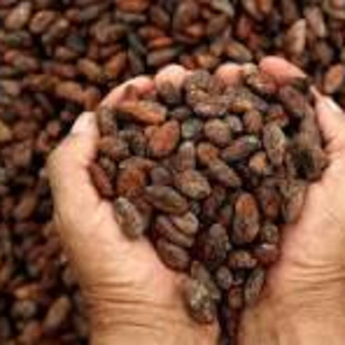 Asociaciones cacaoteras del Huila brillan en el Cacao de Oro 2025 y lideran la calidad nacional