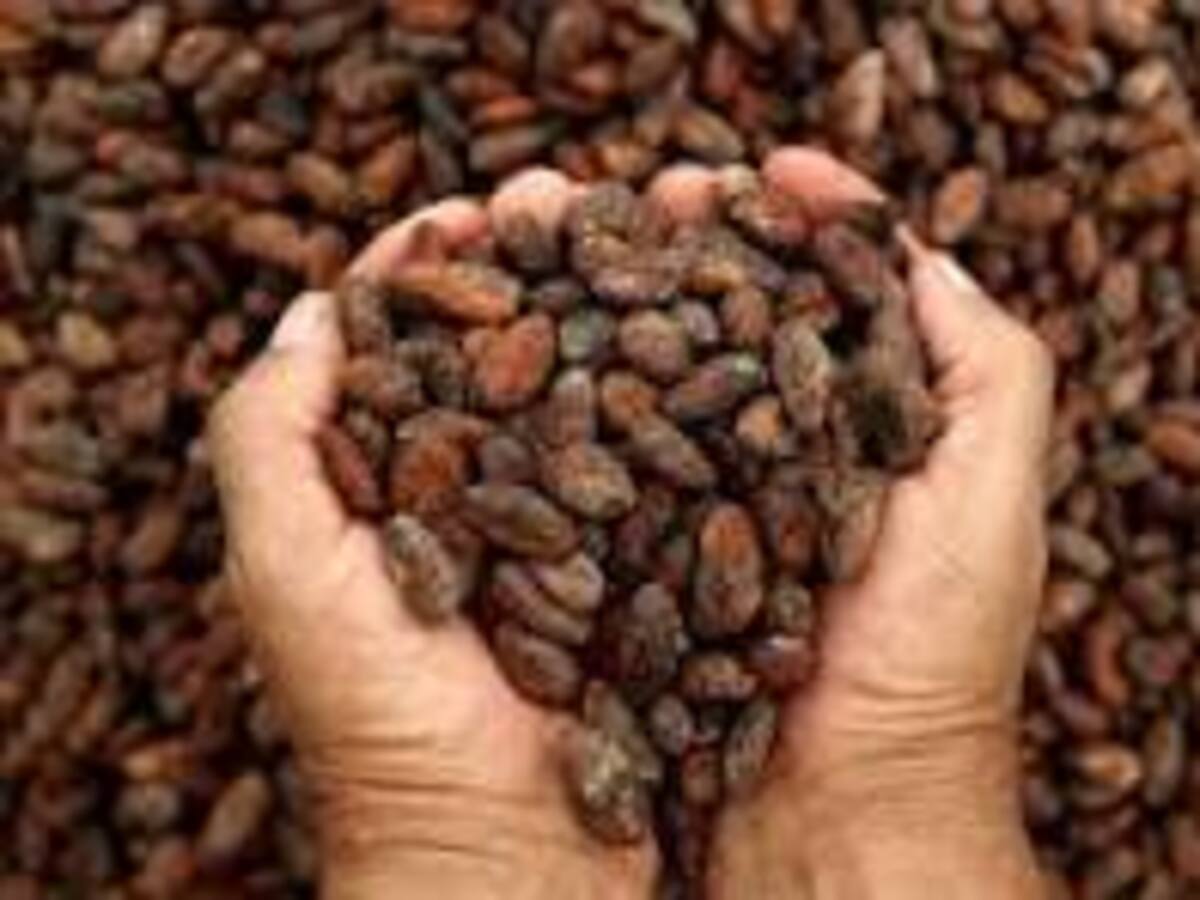 Asociaciones cacaoteras del Huila brillan en el Cacao de Oro 2025 y lideran la calidad nacional
