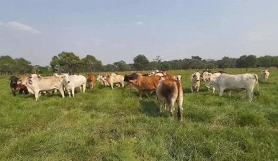 Corporación de Ganaderos del Norte de Antioquia.