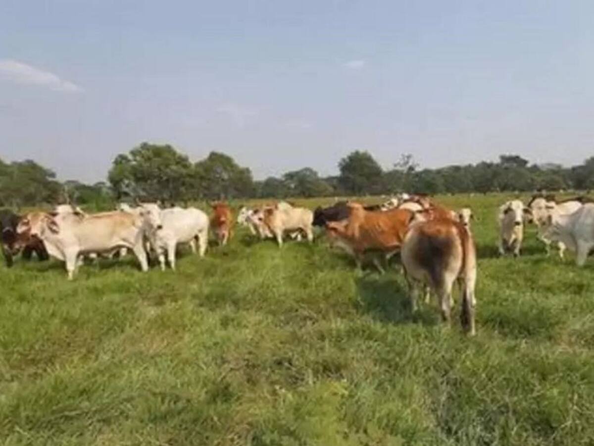 Por mal estado de las vías, lecheros tendrían que botar 800 litros de leche