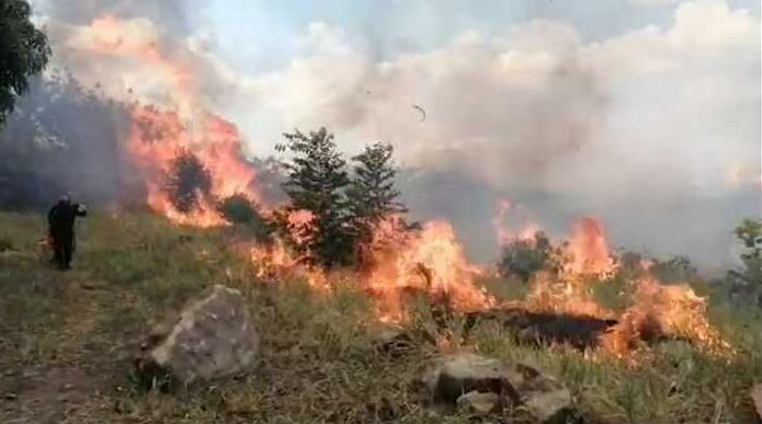 Incendio forestal amenaza reserva de Palermo