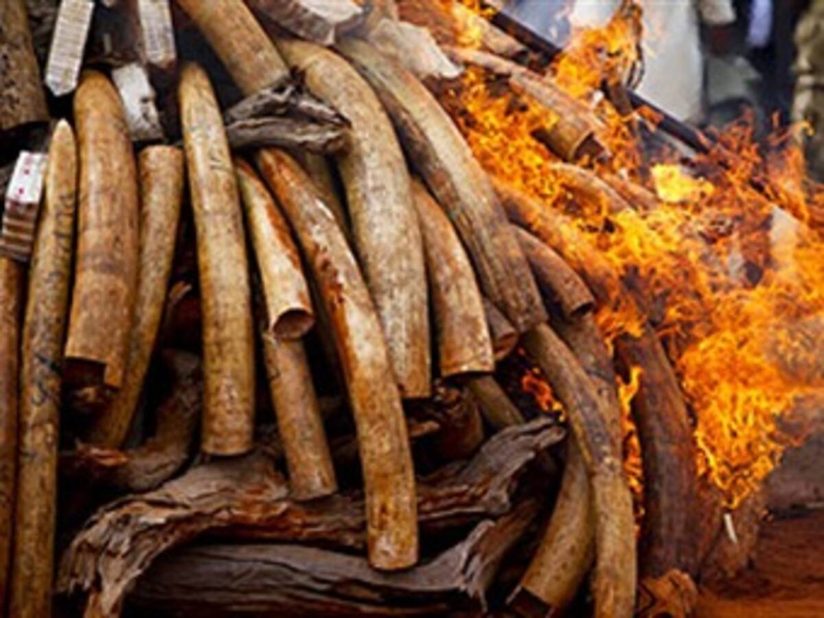 Kenia quema casi 5 toneladas de marfil y condena la caza furtiva de elefantes